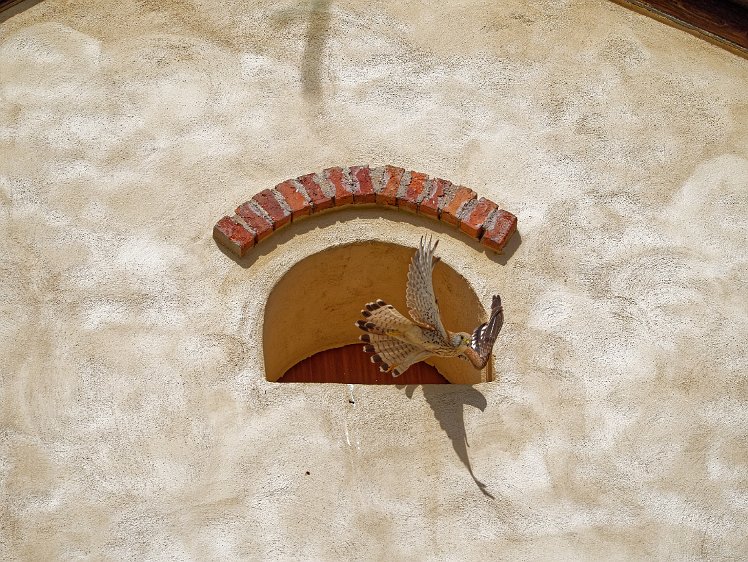 Kestel in the Vosges